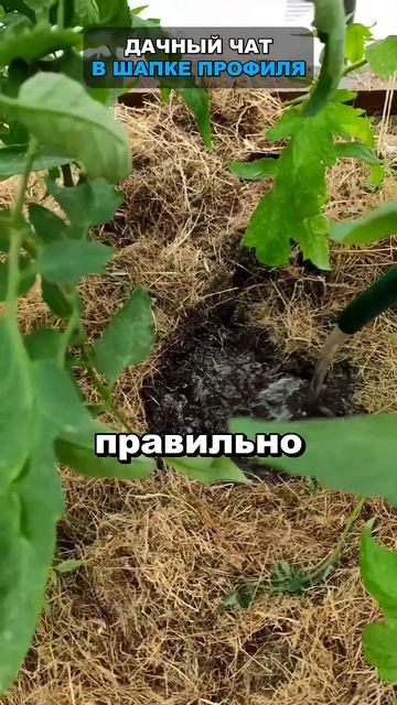 Не поливайте томаты ВОТ ТАК. Как правильно поливать то смотреть онлайн