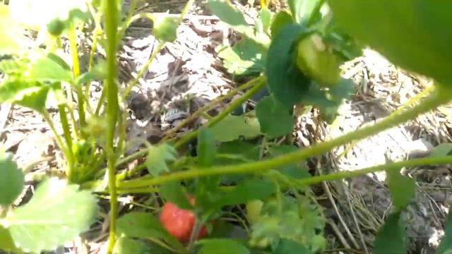 Посыпьте клубнику в сентябре октябре этим и на следую смотреть онлайн