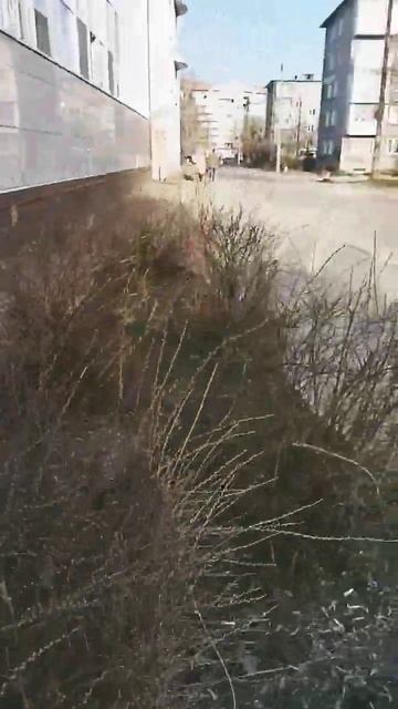 Первые листочки у нас в городе, такая радость! #дача #ог смотреть онлайн