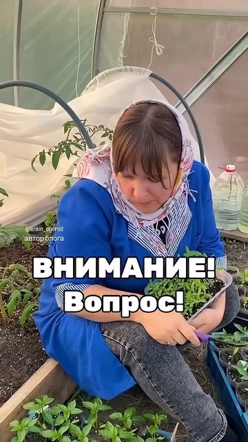 Сколько рассады посадили? Лишней много? Куда сажать бу смотреть онлайн