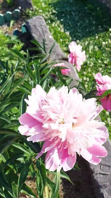 Весёлая грядка. 🍓 🧄💐. Что получилось спустя месяц #д смотреть онлайн