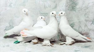 Голуби Турецкая, самые красивые