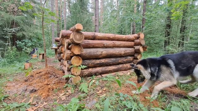 ПРОДОЛЖАЮ СТРОИТЕЛЬСТВО ИЗБЫ В ТАЙГЕ. НАЧИНАЮ РАБОТЫ ?