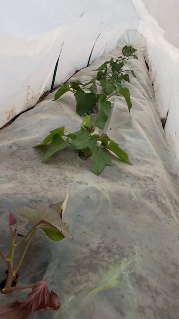 Батат спустя 2 недели после посадки #батат #огородныед? смотреть онлайн