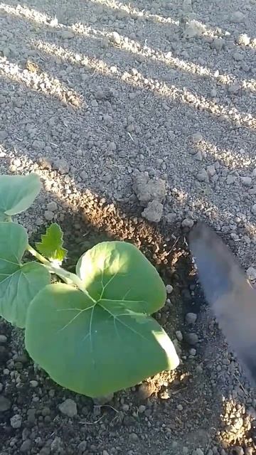 КАК САЖАТЬ ТЫКВУ!!! 🍊 смотреть онлайн