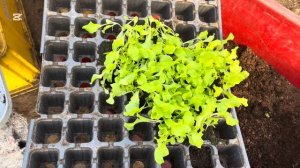 Пикирую салат . Немного о  посеве салата.