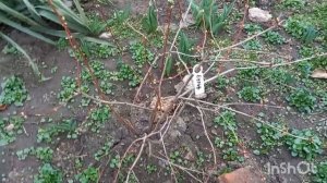 Бульдонеж. Обрезка и уход.