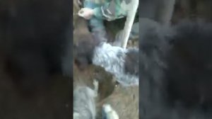 Охота на барсука с таксой и хаской
