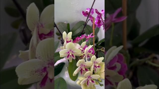 273. Секреты полива домашних орхидей. Душевание / дождев смотреть онлайн