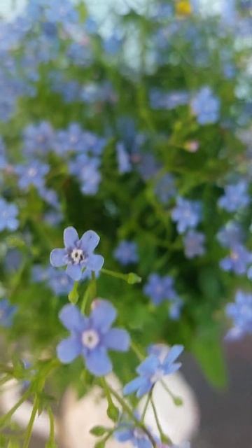 моядеревня изба жизньвдеревне полевыецветы дереве?