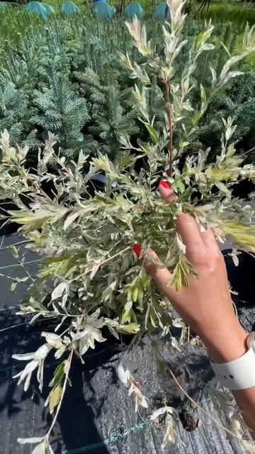 Ива Хакуро Нишики (Hakuro-nishik) сортовая смотреть онлайн