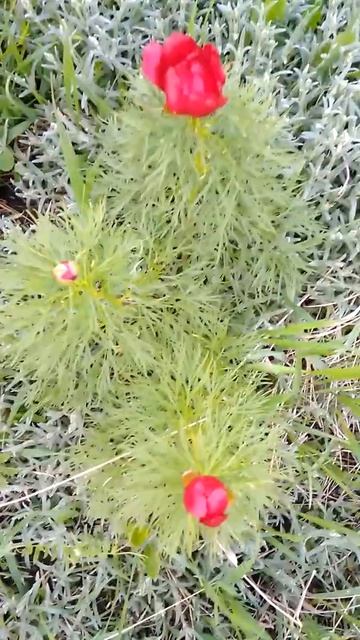 18.05.2022 Пион тонколистный смотреть онлайн