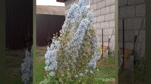 Дельфиниум новозеландский. Летняя обрезка.