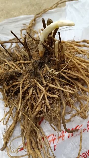 Спаржа выращивание в теплице смотреть онлайн