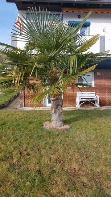 Пальма Банана!!! Флористика. #алексаас смотреть онлайн