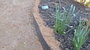 Посеяла в открытый грунт АЛЛИСУМ - снежный ковёр,возле