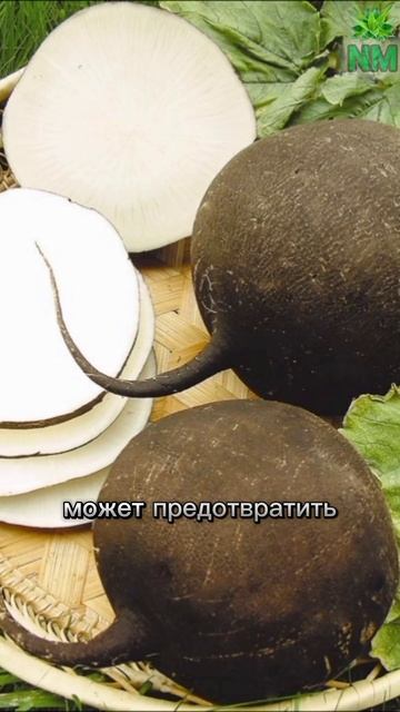 Какое влияние на организм оказывает редька смотреть онлайн