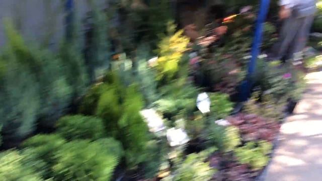 Цветочный рынок в Краснодаре на Атарбекова. Часть 2 смотреть онлайн