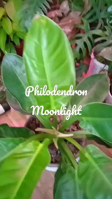 Скоро станем большими и может даже зацветёт😊 смотреть онлайн