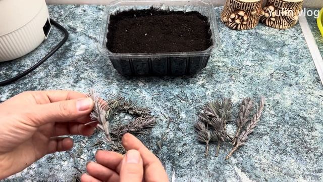 Тростниковые уголки