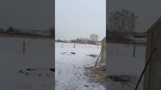 Скоро весна, а у меня новый курятник. смотреть онлайн
