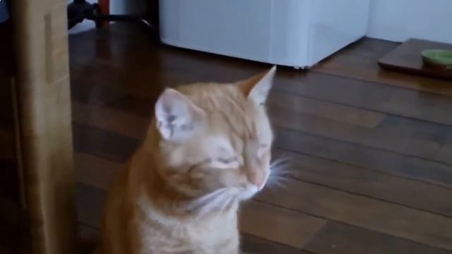 Прикольные коты и кошки!Вас заставят улыбнуться!Видео приколы! смотреть онлайн