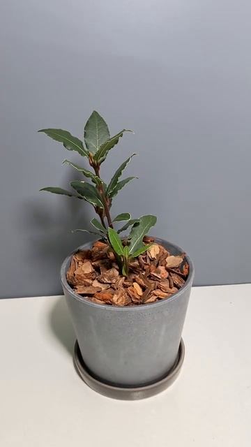 Лавр благородный смотреть онлайн