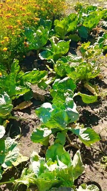 Еще один дачный участок ...#подпишись #дача #образовани? смотреть онлайн