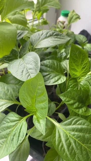 Перец) семена из свежего перца смотреть онлайн