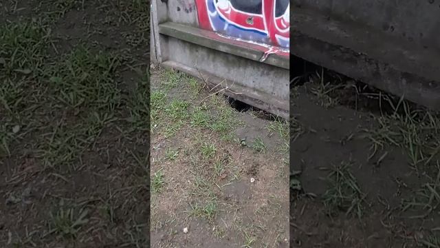 Кто это под забором прячется? смотреть онлайн