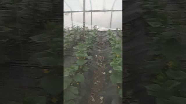 Краснодар любовиски типлиса работа смотреть онлайн