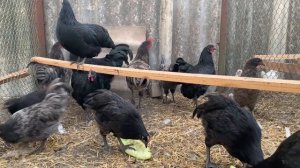 Австралорп голубой, мясояичная порода кур. Яйценоскос