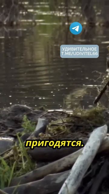 Твердые зубки у бобра, построил дом в лесу без топора! # смотреть онлайн