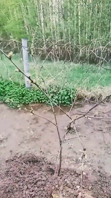 #shorts Подкормка вишни и сливы весной смотреть онлайн