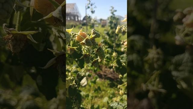 Бабье лето в Ленинградской области 🐝🌼🌞 смотреть онлайн