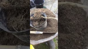 Сажаю саженцы магнолии в горшки.   не ХУТОР  в прямом эф