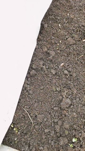 появились всходы капусты и редиски. смотреть онлайн