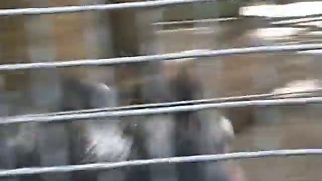 Обезьяна взбесилась смотреть онлайн