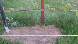 Шпалера для винограда своими руками