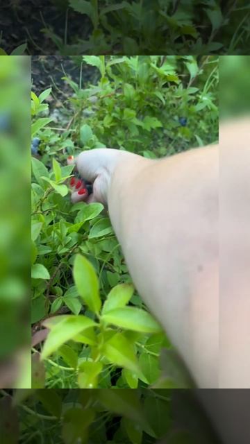 🫐Голубика в ленинградской области🫐 #голубика #шанти смотреть онлайн