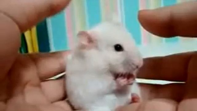 Прикол с хомяком смотреть онлайн