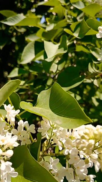 Белая сирень#природа#красотавокругнас#сирень#май #вес смотреть онлайн