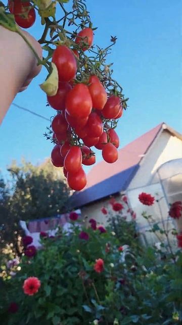 Томат монпасье #томаты #черри #теплица #дача смотреть онлайн