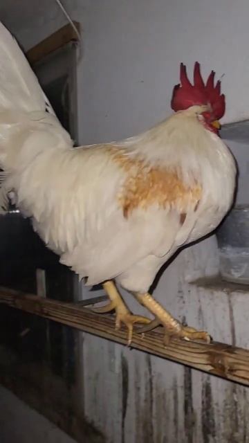 Куры в темноте. Спящие куры смотреть онлайн