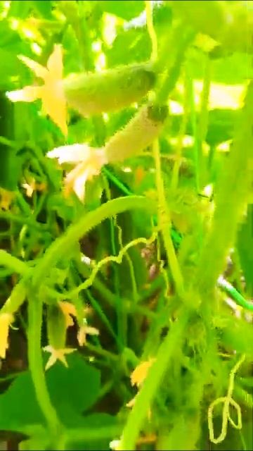 Сделали шпалеры для огурцов и собирать их стало удобе? смотреть онлайн