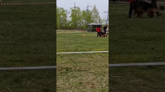 3 Отл. Atsel Hof ODIN 2 +++ №98 / КЧК ЧЕЛЯБИНСК 3 мая`25 I.Radulovic Моно нем.овчарок