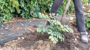 Пересадка древовидных пионов