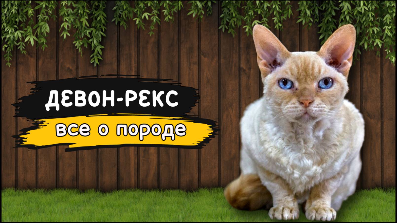 Девон-Рекс - Все о породе | Кошка породы Девон-Рекс смотреть онлайн