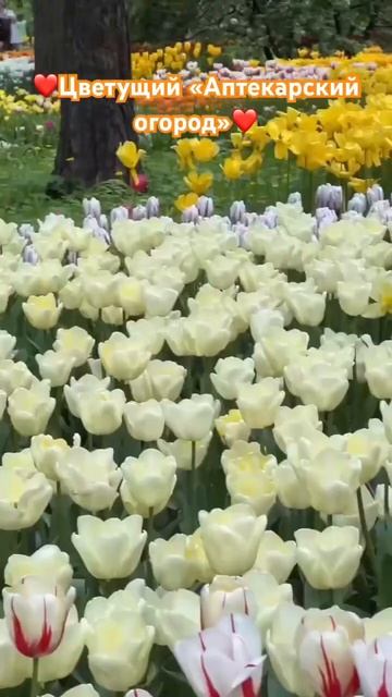 ❤️Цветущий «Аптекарский огород»❤️ смотреть онлайн