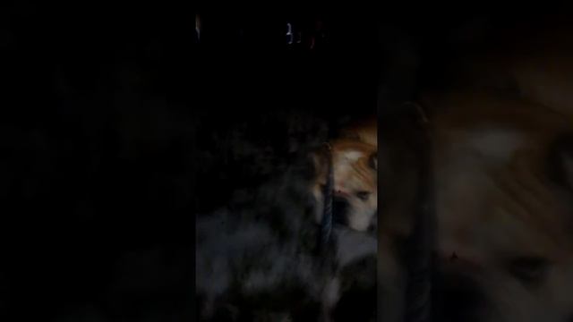 Собака агрится на снеговика :D смотреть онлайн